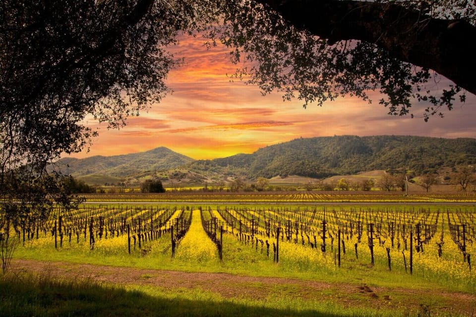 Vineyard Views of our lovely Sonoma Valley