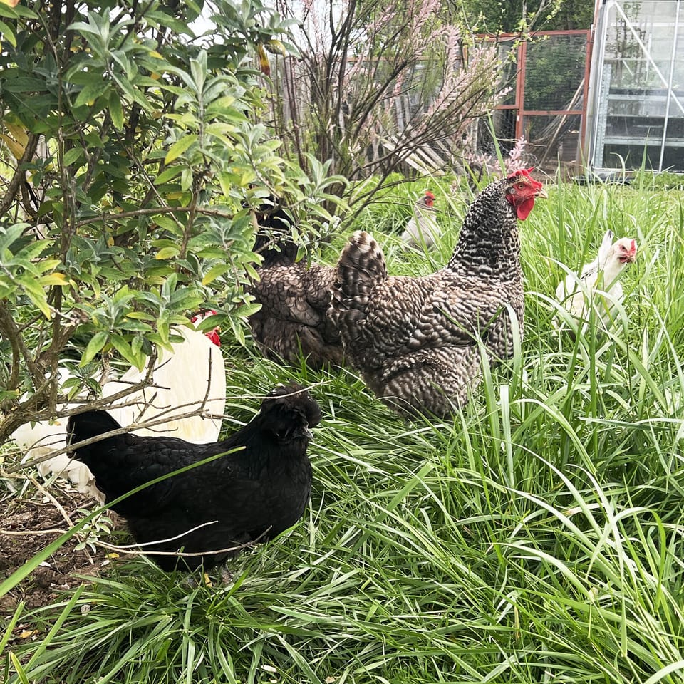 Clochette jardin 13