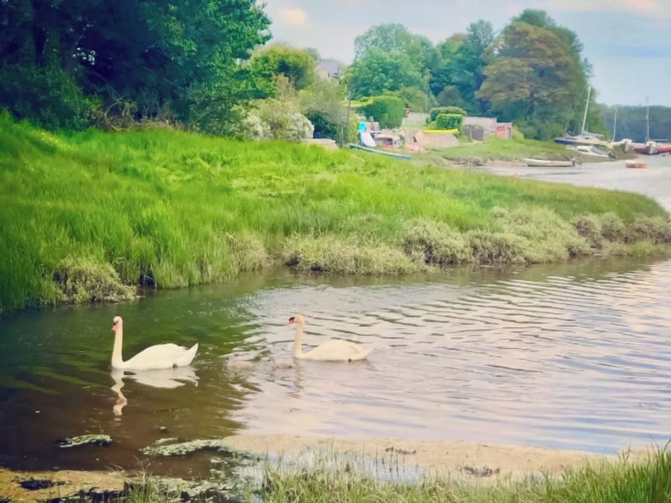 Resident Swans | Oystercatcher Cottage, Llangwm, near Haverfordwest