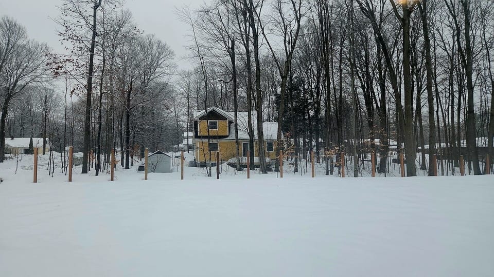 Backyard in the Winter