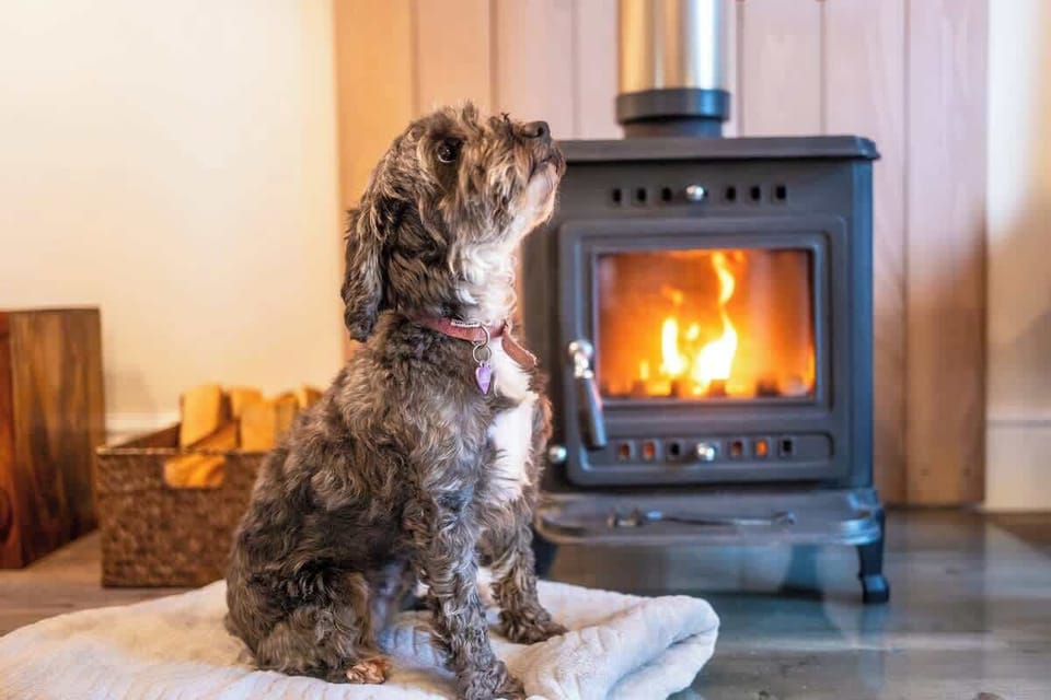 Willow is waiting for a treat in front of the cosy fire.
