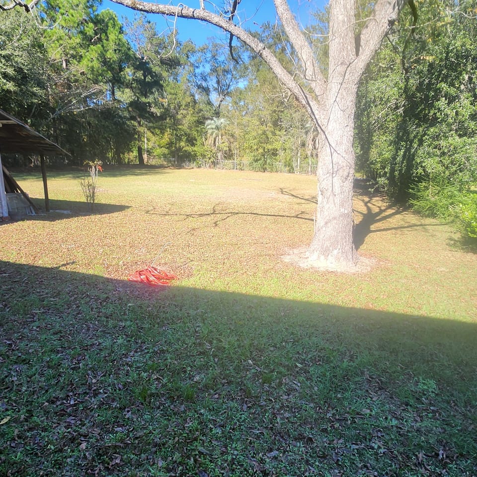 Backyard - Pecan tree