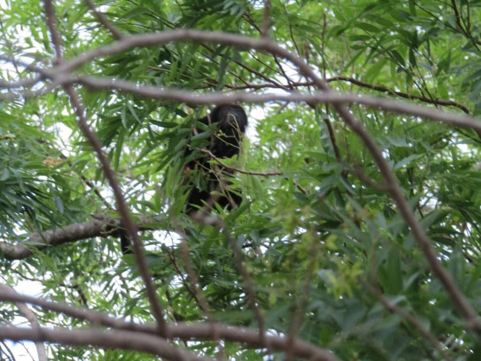 Wildlife