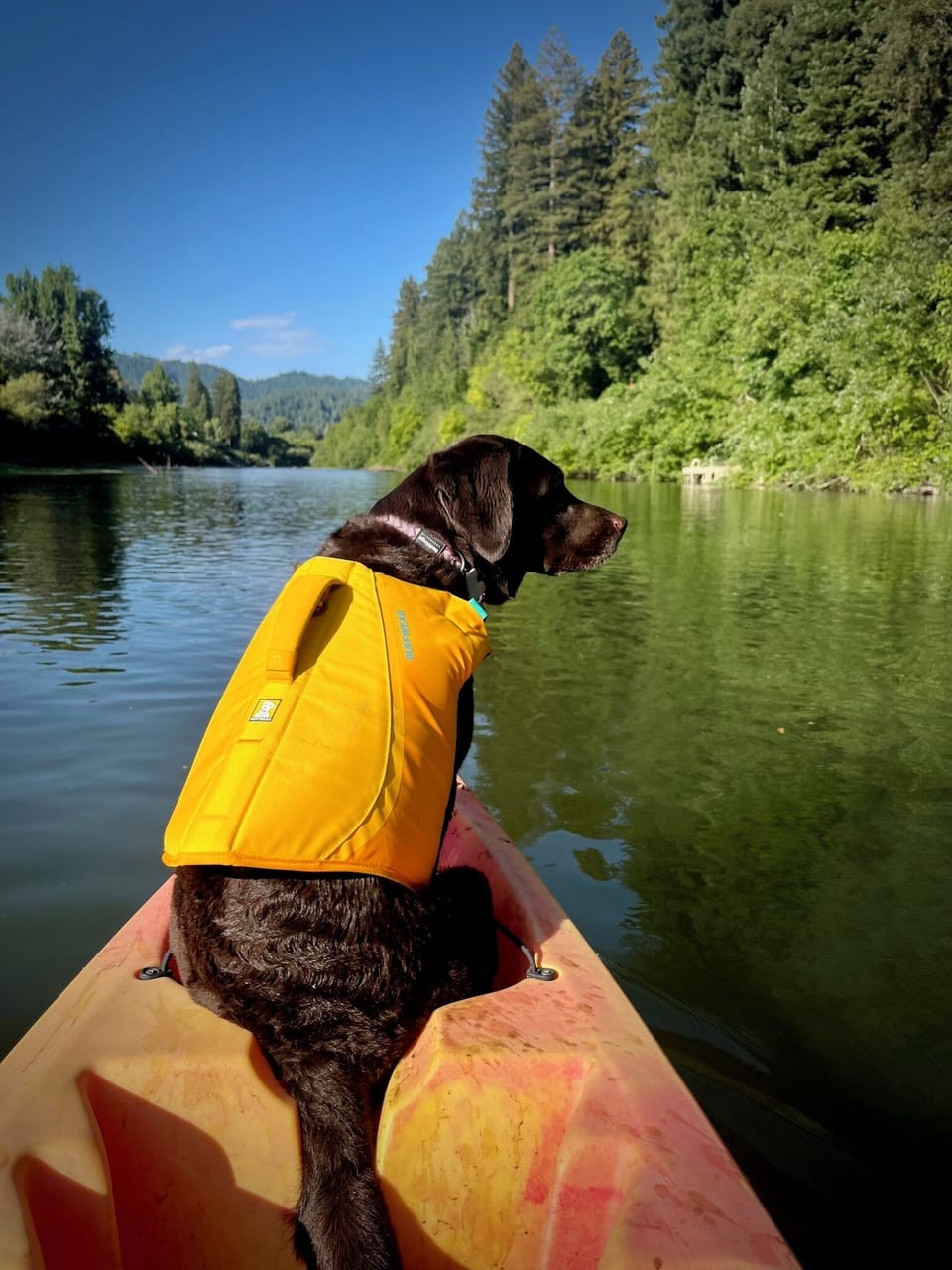 Pet-friendly