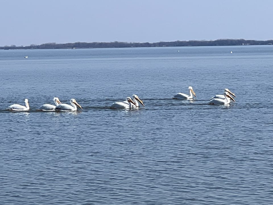 The American White Pelicans Have Been Returning Each Season, Beautiful To See!