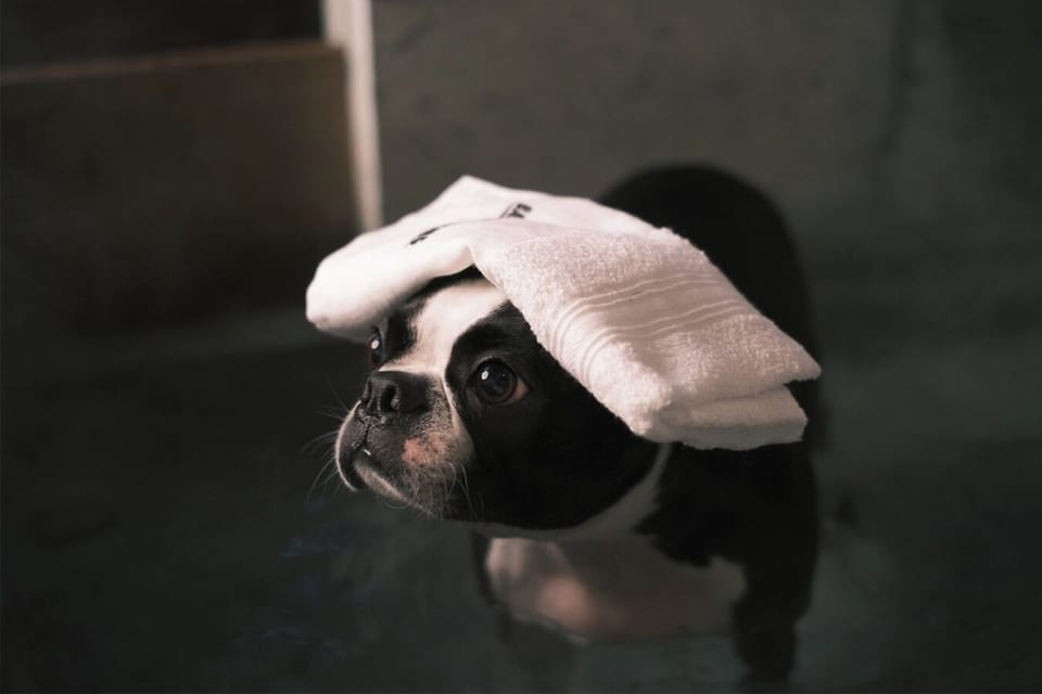Hot spring for your pet dog