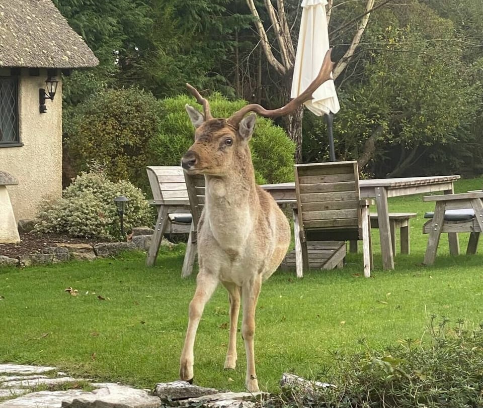 A stag in the garden right in front of The Stag Cottage New Forest Romantic Hideaway and garden furniture.