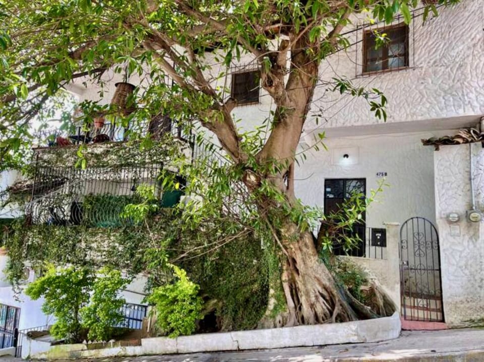 Yes this is your tree, coolest one in the neighborhood! Enter to the right side
