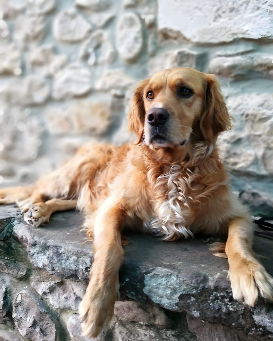 Pet-friendly