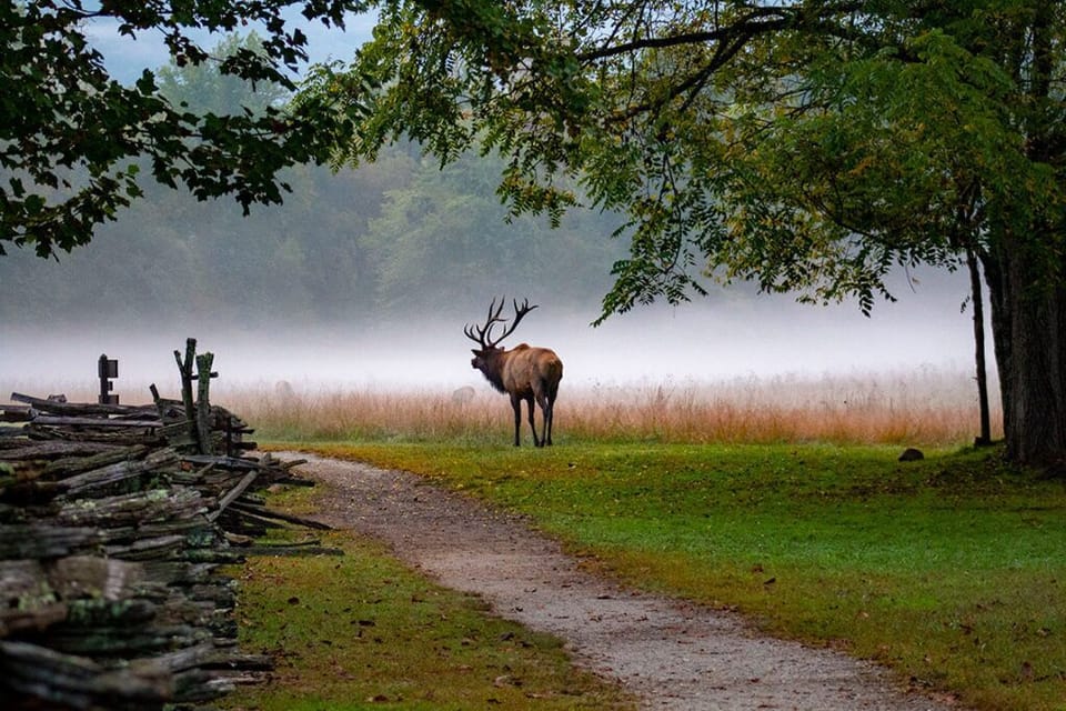 You can often see elk at Oconaluftee Visitor Center