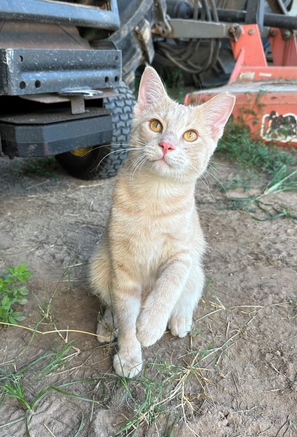 Cheeto is one half of our barn cat team, he may come to greet you.