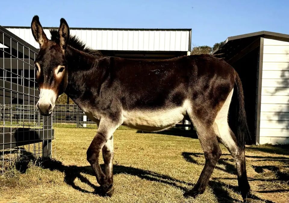 Peter Pan is one of our donkeys, he will greet you at the fence.