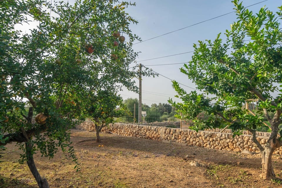 Immediate Surroundings [summer] (<1 km)