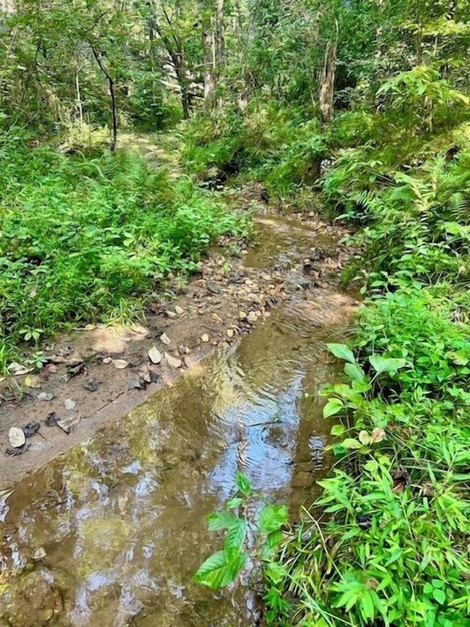 Welcome to Lazy Creek