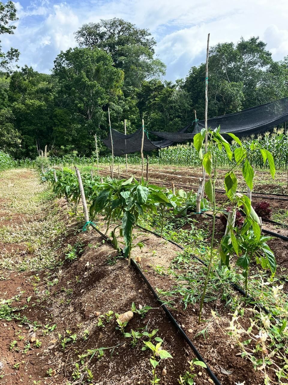 We harvest our own vegetables for our restaurant at the property.