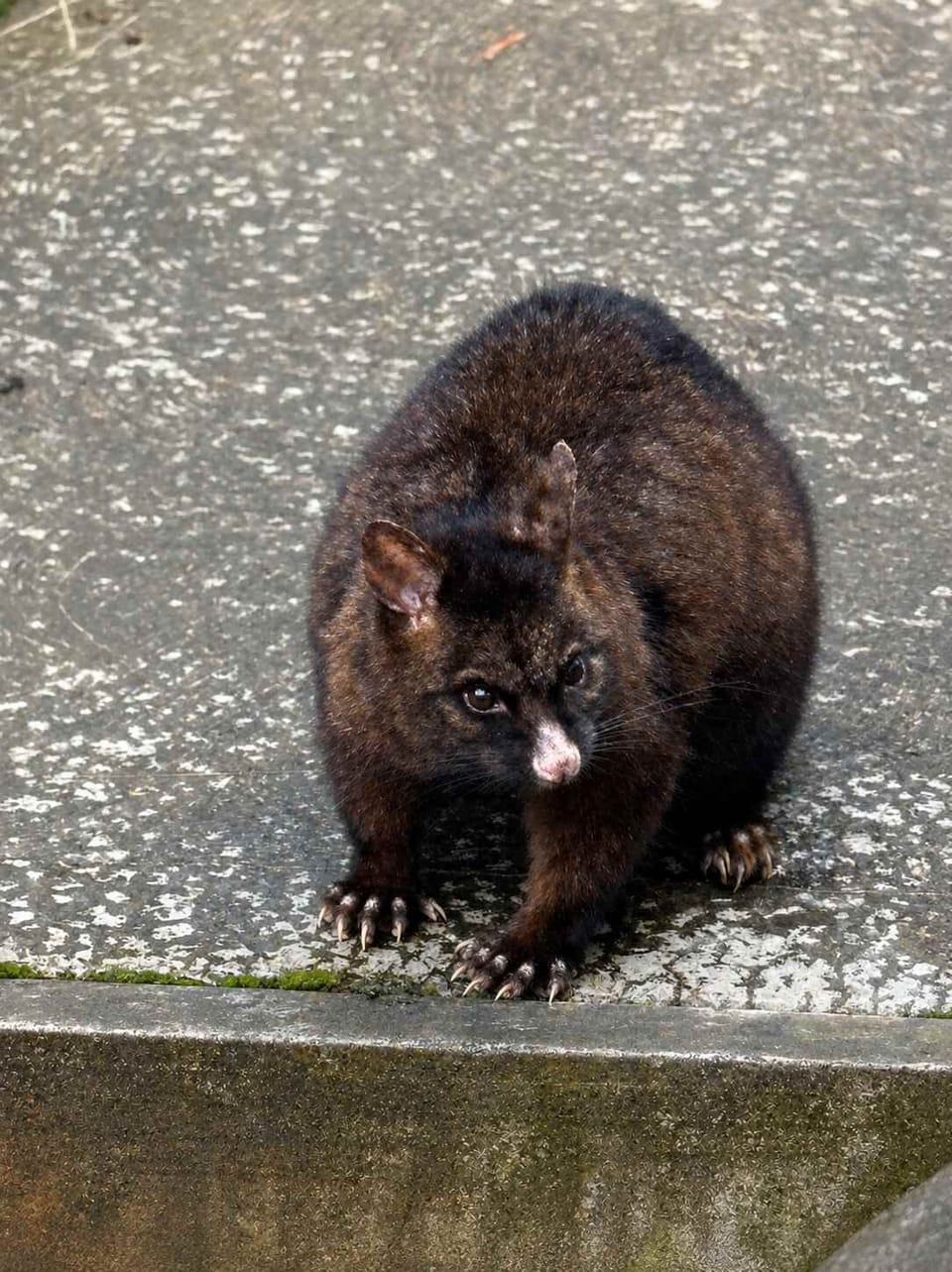 Meet one of the neighbours -brushtail possum