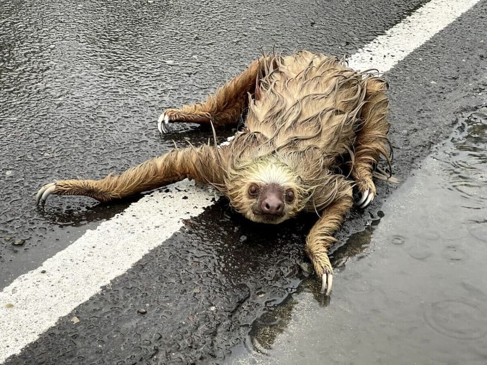 Keep an eye out for the charming wildlife around town, like this laid-back sloth. Manzanillo offers the perfect blend of adventure and tranquility, with local wildlife adding a touch of magic to your stay.