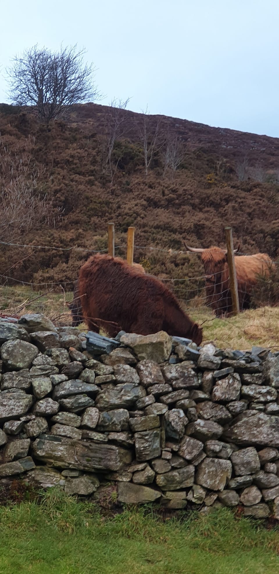 Highland cows investigating new guests