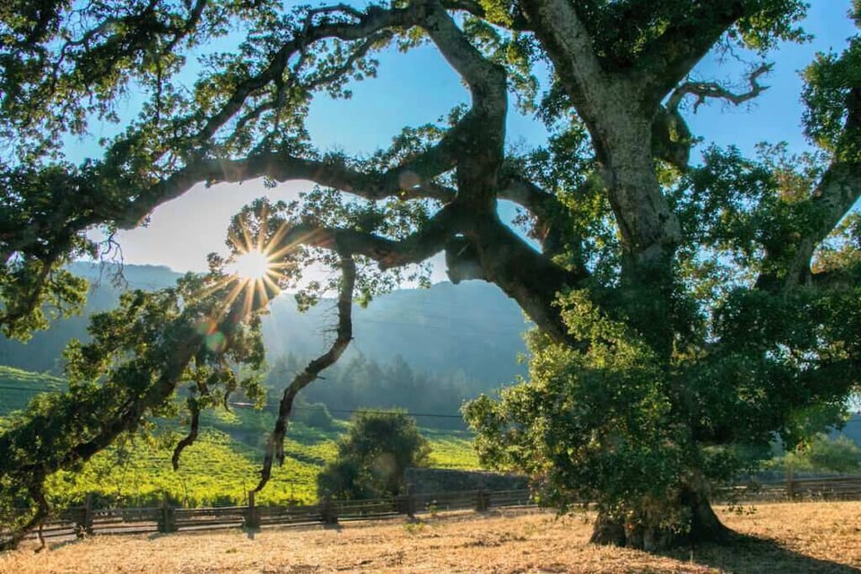 Sunlit retreat beneath majestic oak trees with vineyard views. Peaceful countryside escape, perfect for relaxing, exploring nature, and unwinding outdoors.
