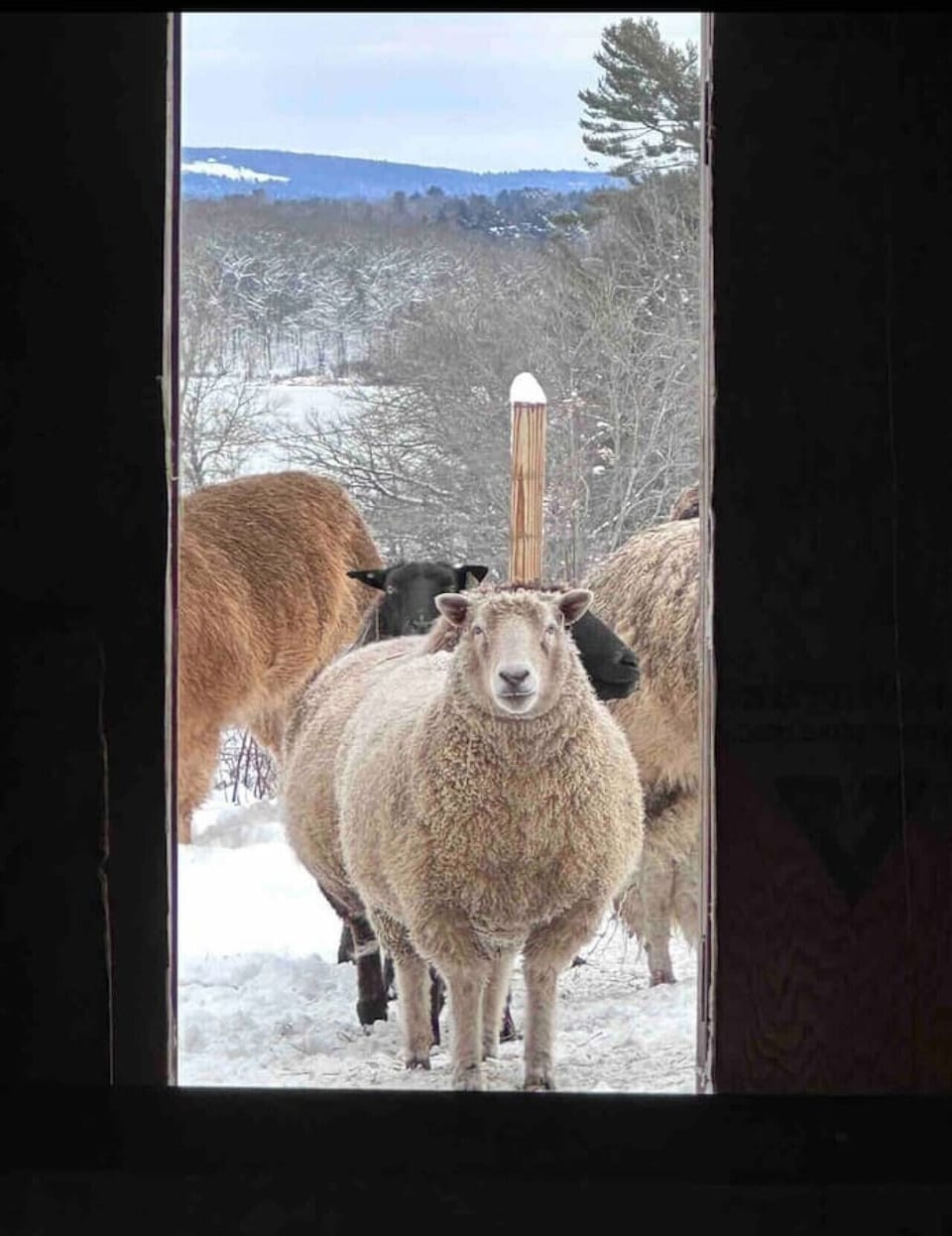 View from property