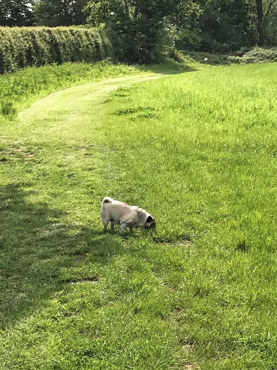 Pet-friendly