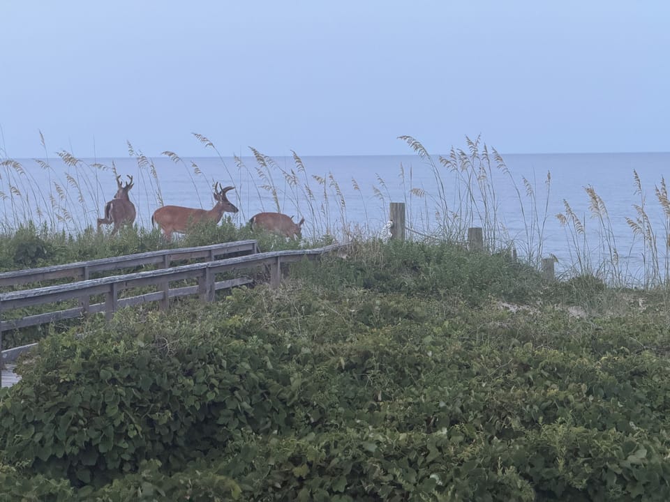 Wild life is never far in quiet Sanderling - view from the deck