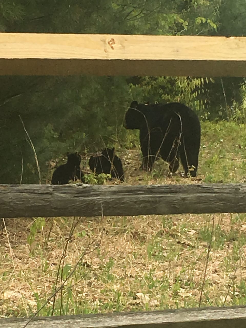 Momma bear and cubs