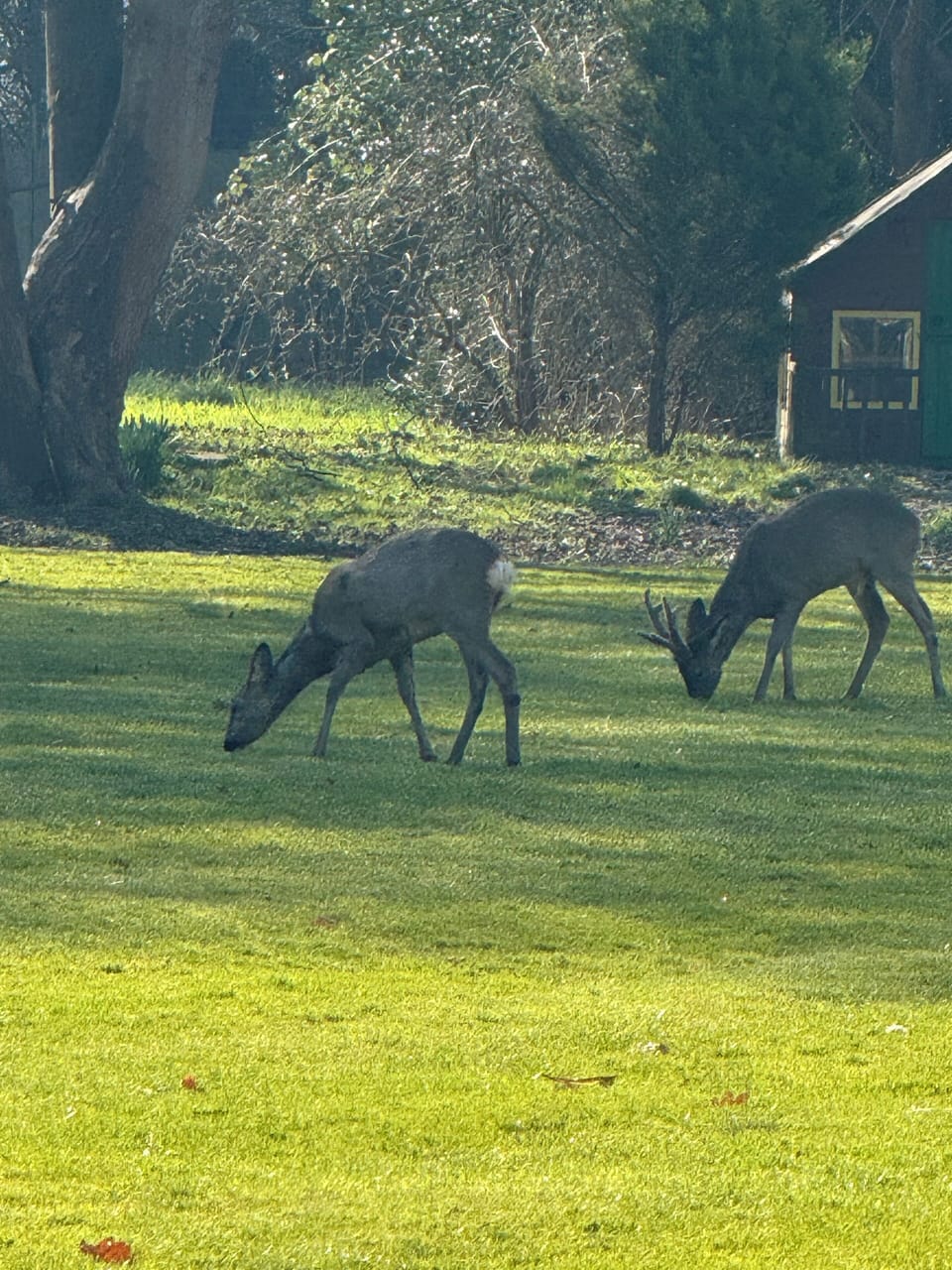 Local Wildlife 