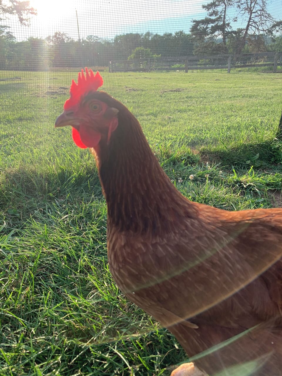 Visit our chicken coop!