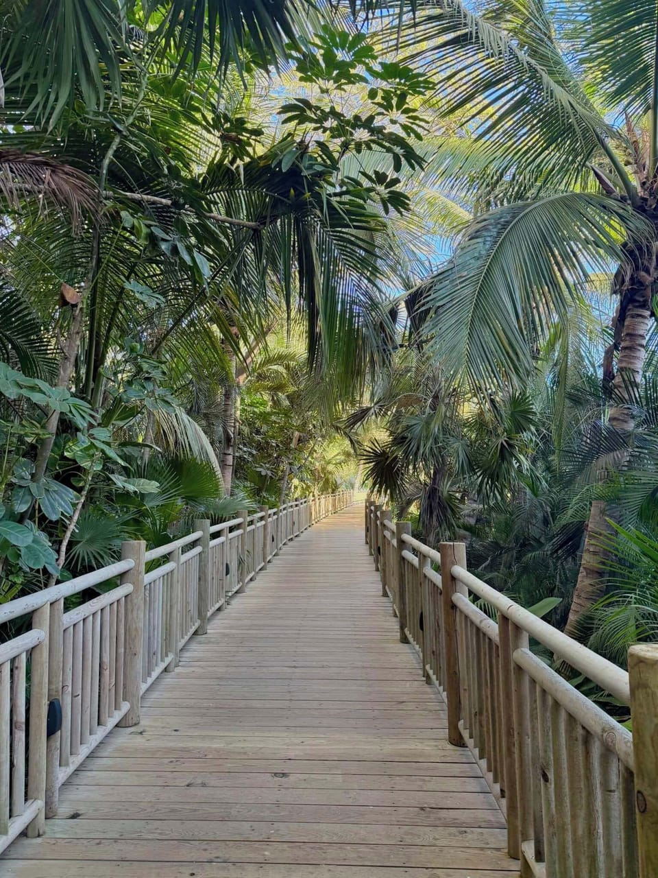 Jungle Board Walks Throughout