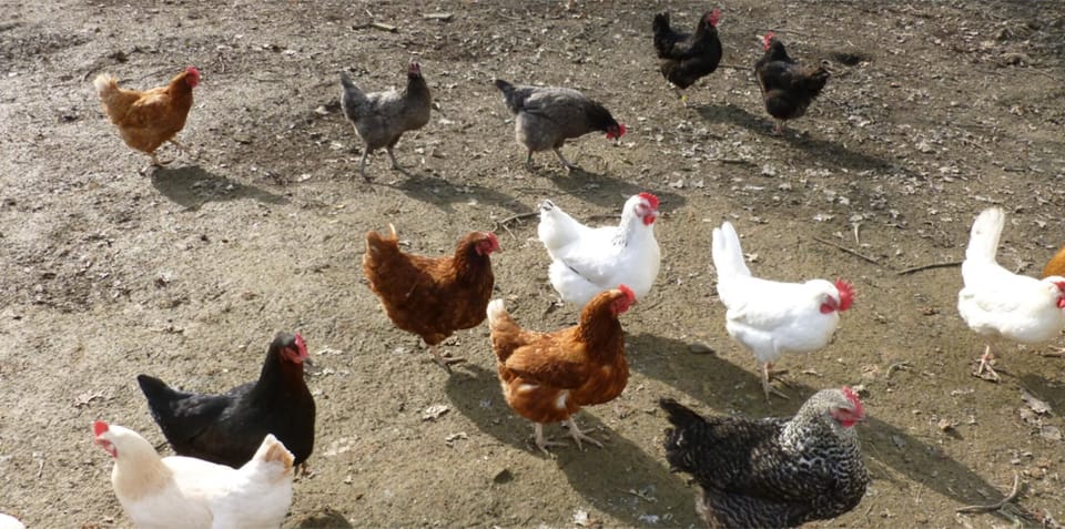 House | Miscellaneous