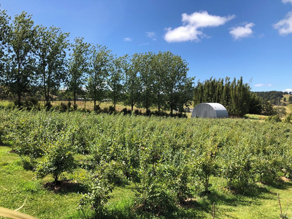 
The blueberry orchard is usually in production between December and March