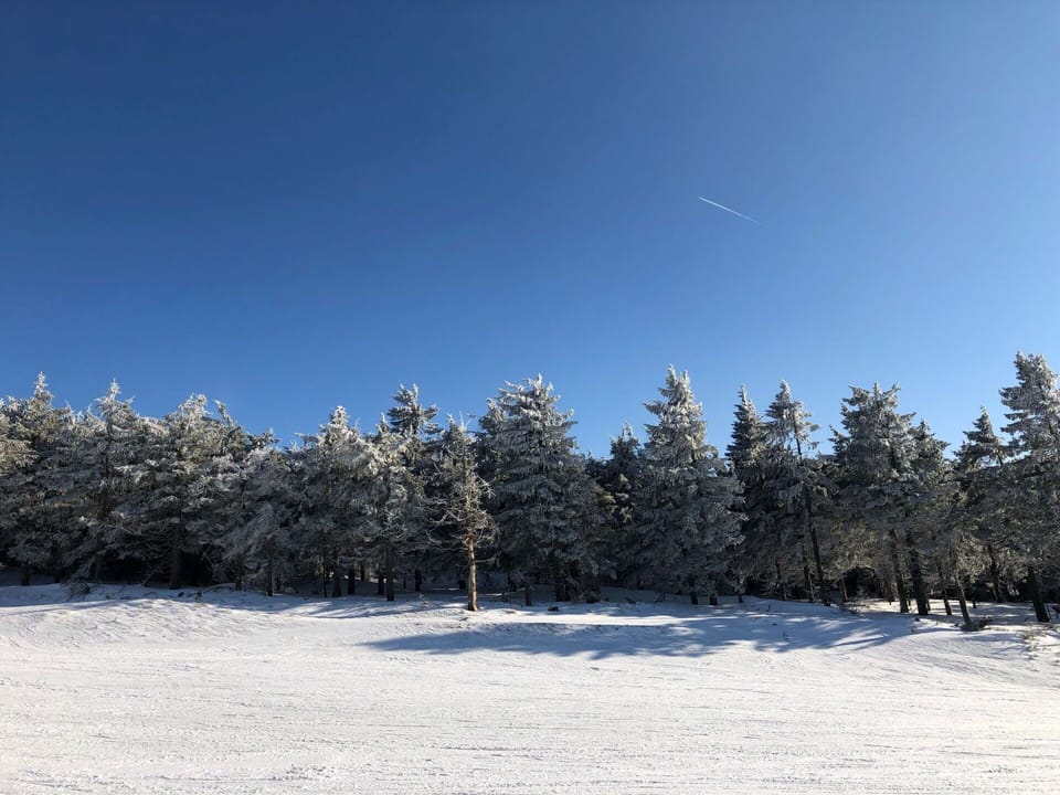 Blue, Branch, Snow, Winter, Freezing, Trunk, Slope, Larch, Twig, Sunlight