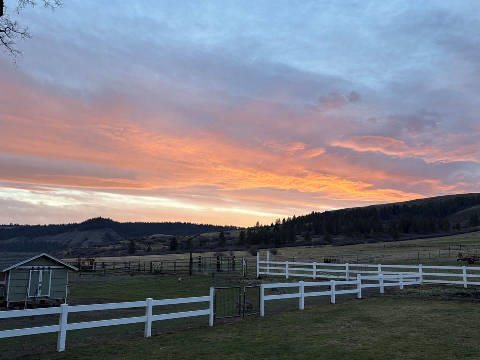 Backyard view
