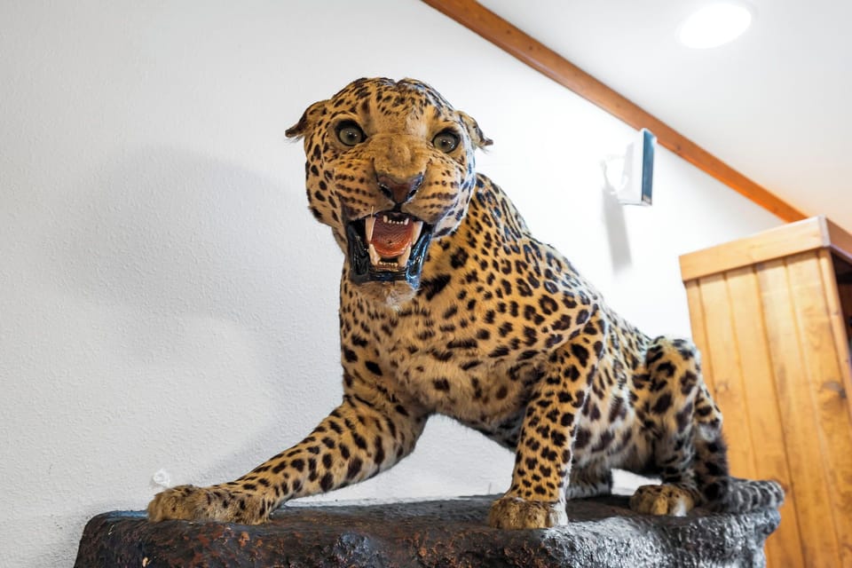 Leopard