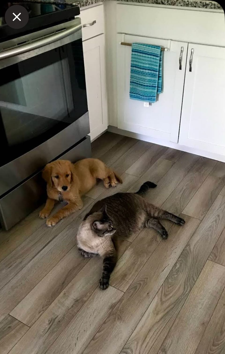 Pet friendly! 💕🐶🐱