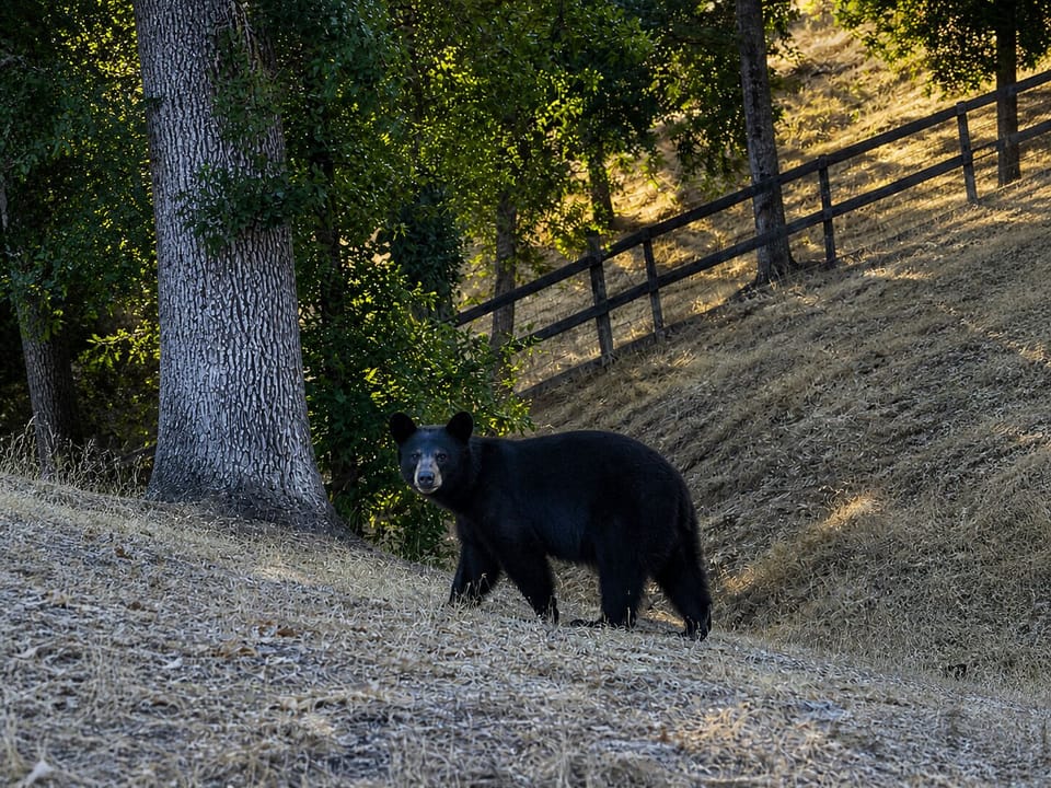 Frequent visitors include deer, wild turkeys, quail, and the occasional Black be