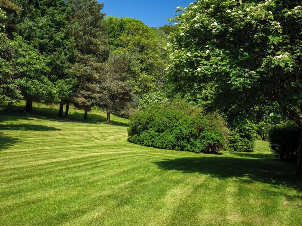 Green, Tree, Grass, Natural Environment, Leaf, Nature, Shrub, Grassland, Garden, Landscape