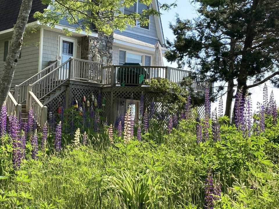 Beautiful June Lupines.