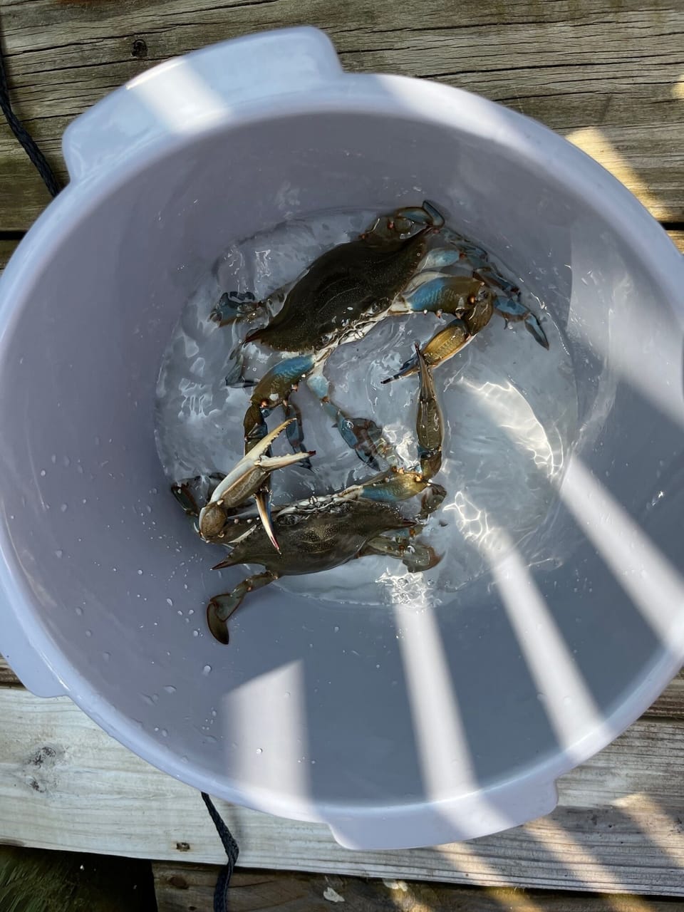 crab traps available, bring your own baoit (chicken works!)