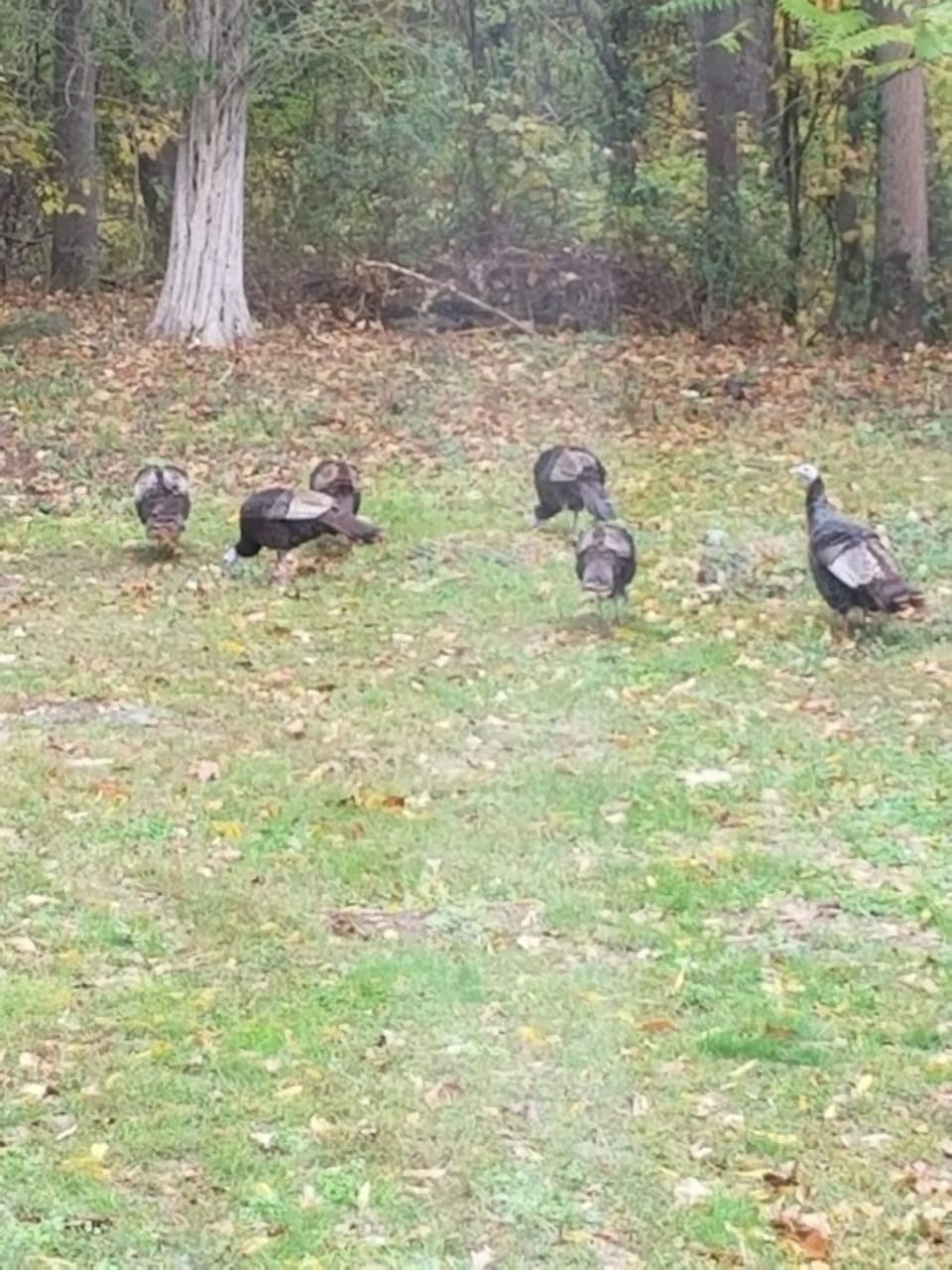A couple of turkeys visiting