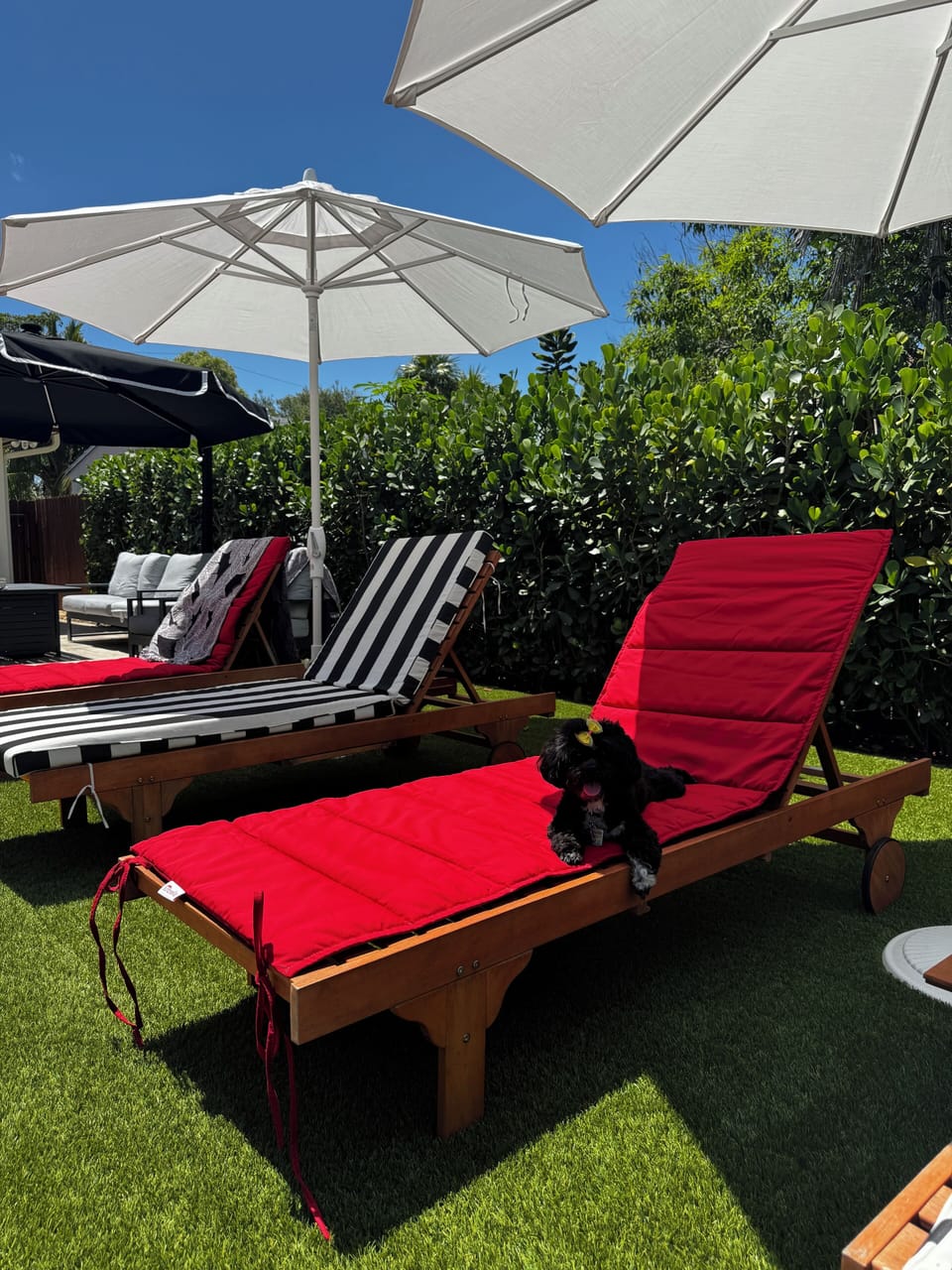 Back yard pet friendly