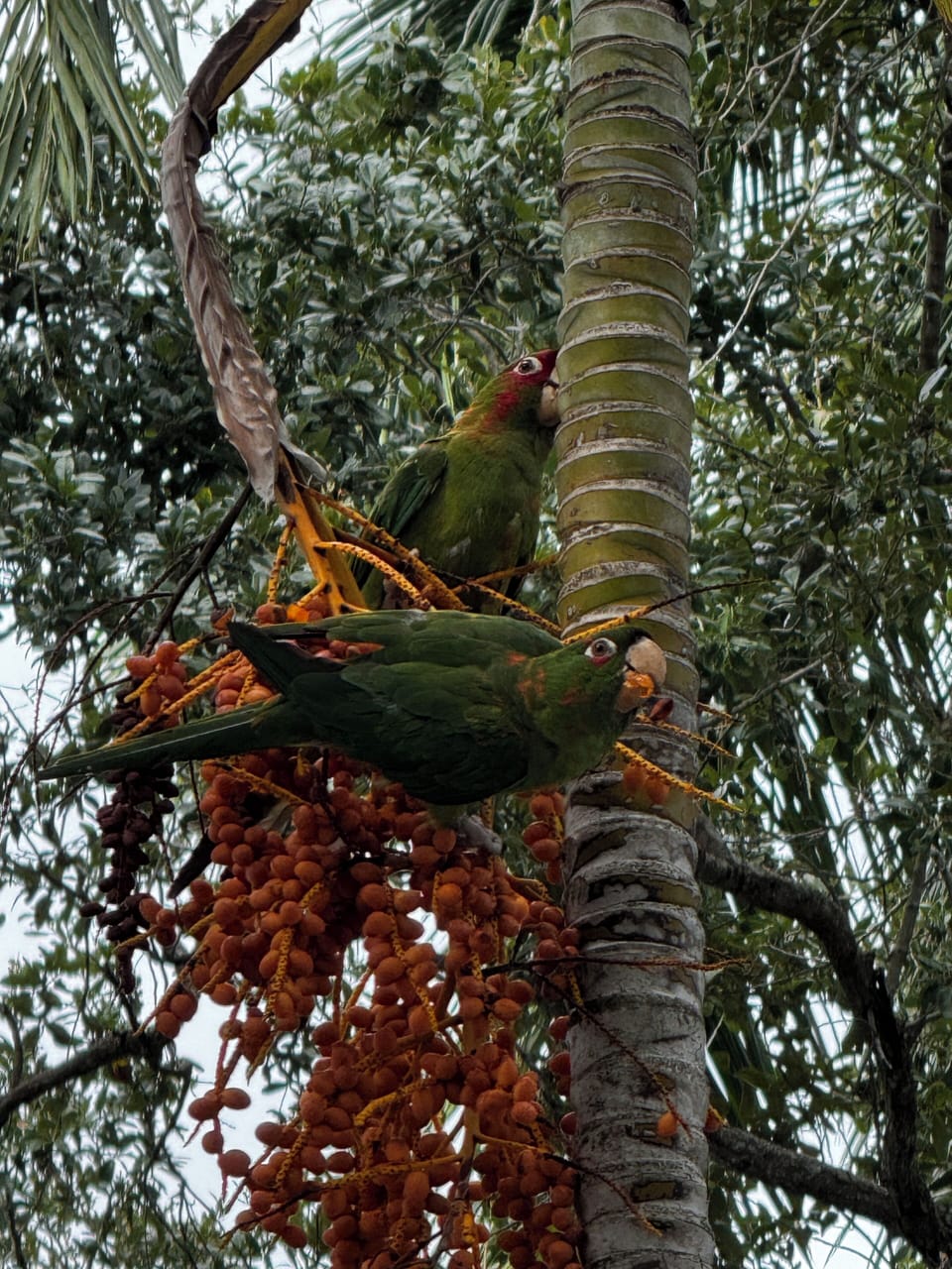 Wild parrots