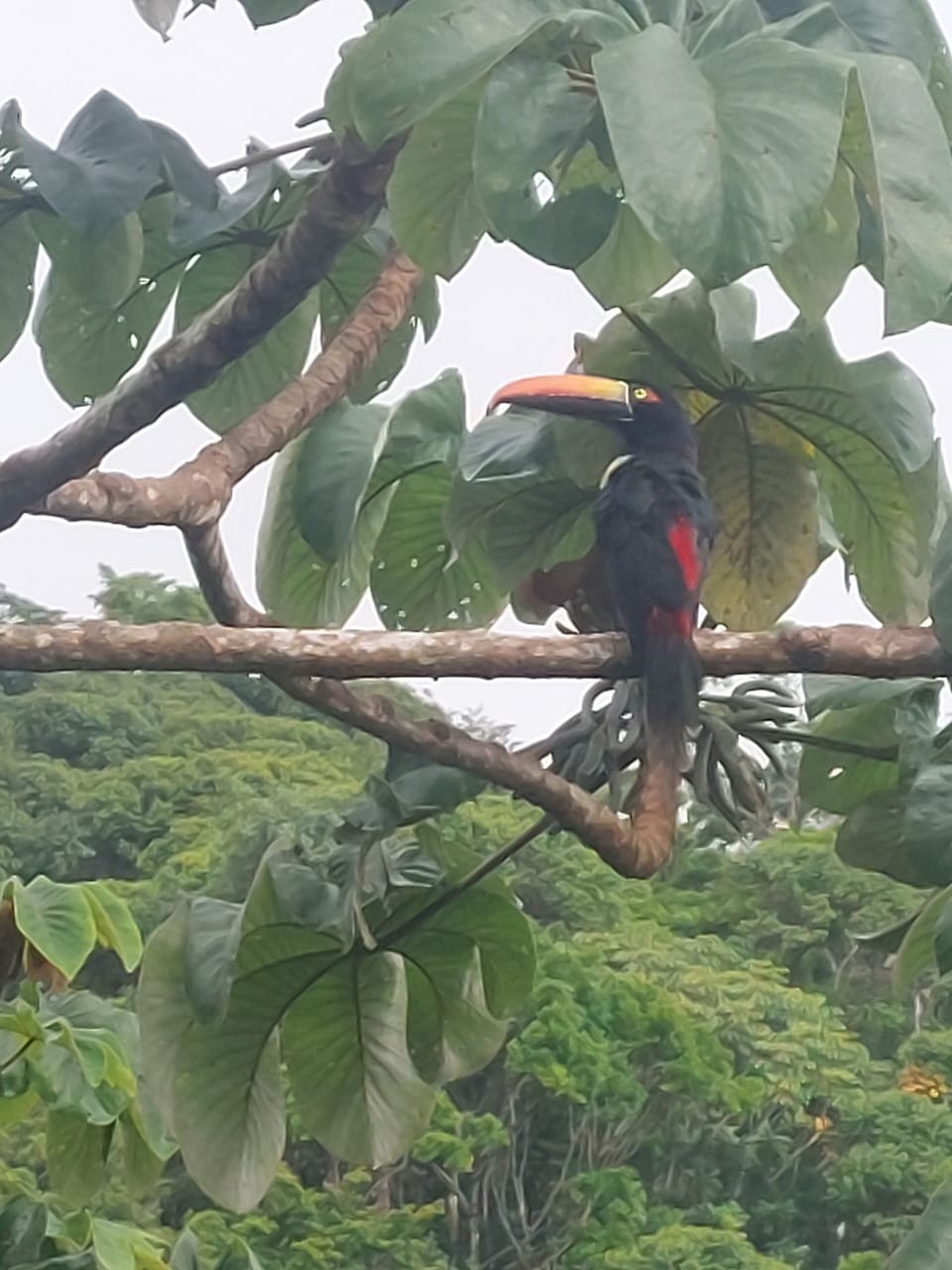 Fiery-billed Aracari - frequent visitor