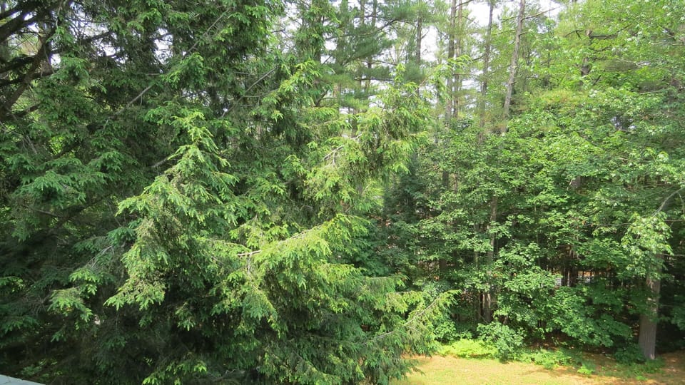 View from deck off living area