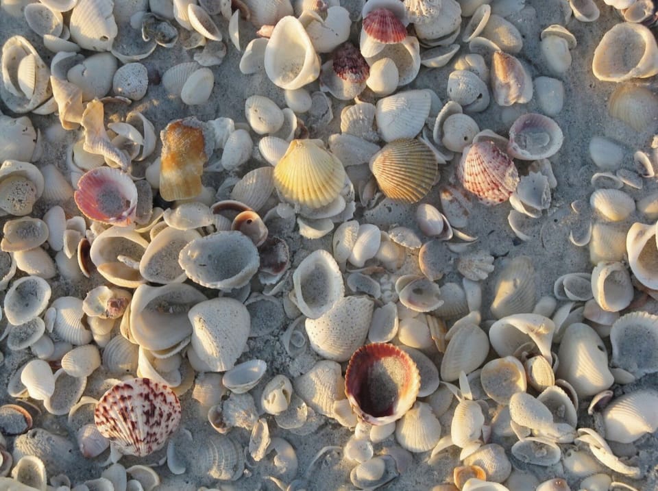 Sanibel is known for its shelling!