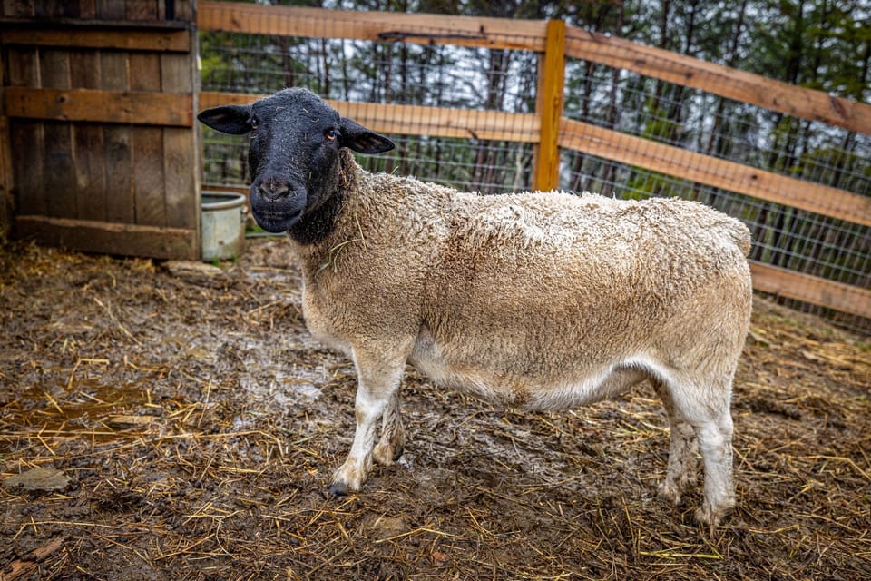 Community amenities include a petting zoo!