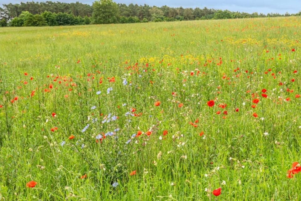 Surroundings [summer] (1-5 km)