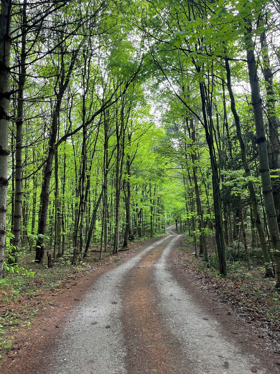 The private driveway you will take into your Promised Land Retreat. 4/10's mile.