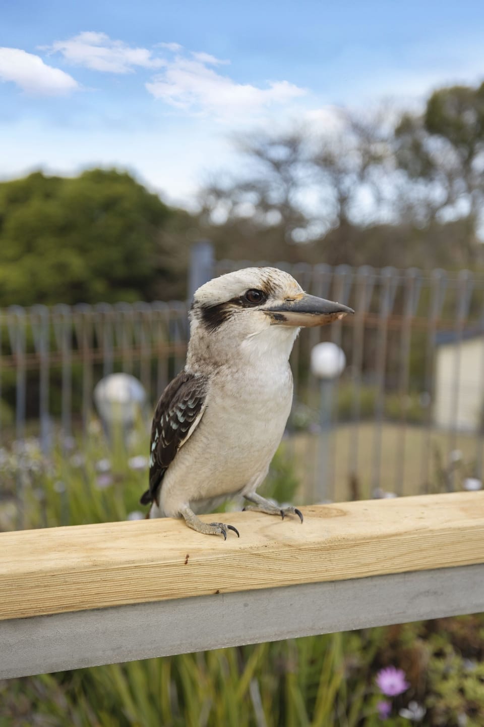Kookaburra